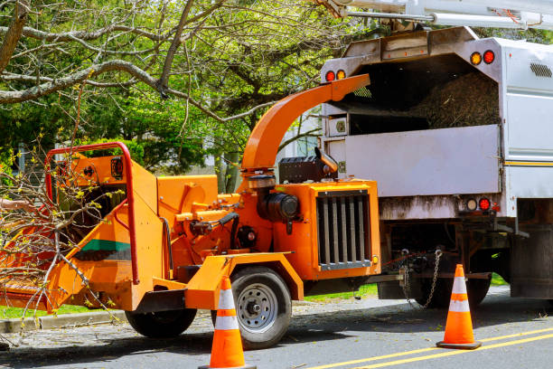 How Our Tree Care Process Works  in  Clinton, OH